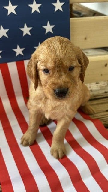 Golden Retriever Puppies media 7