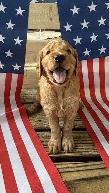 Golden Retriever Puppies media 5
