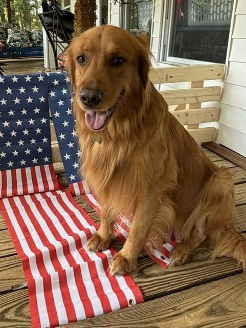 Golden Retriever Puppies media 9