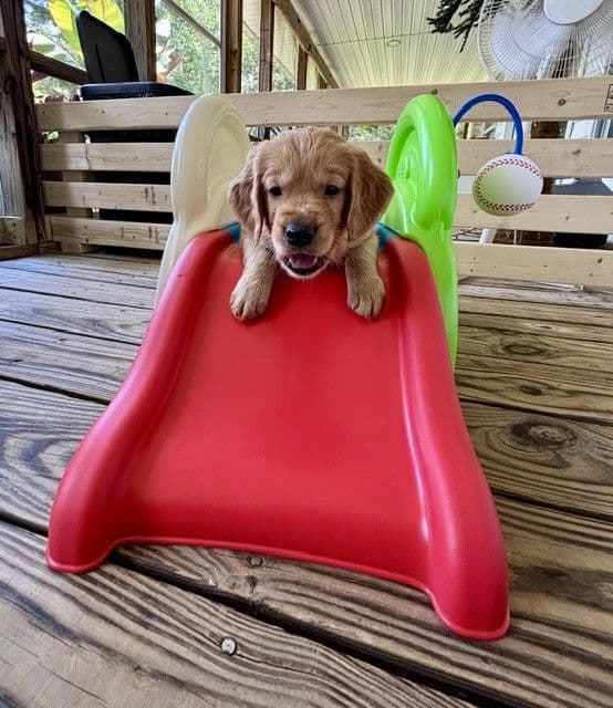 Golden Retriever Puppies media 11
