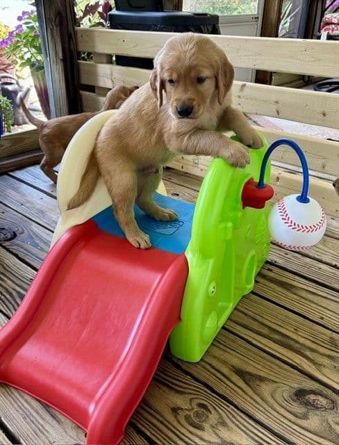 Golden Retriever Puppies media 13