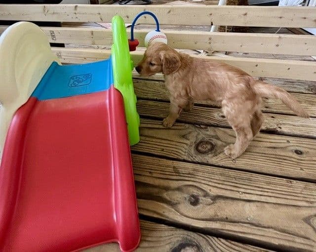 Golden Retriever Puppies media 14