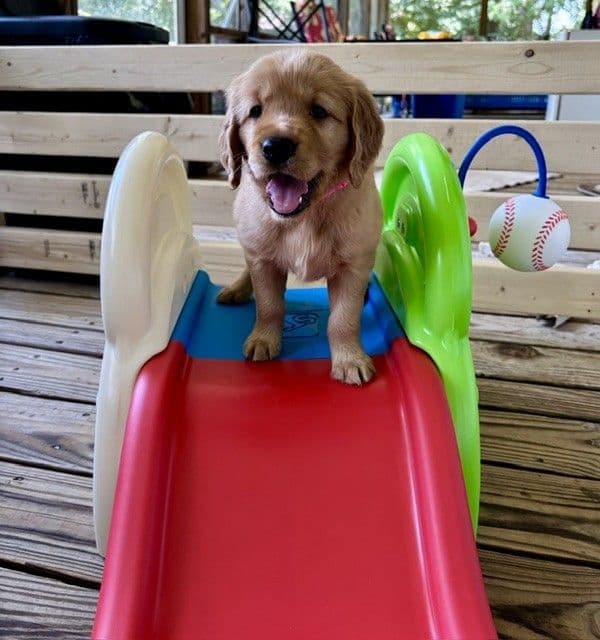 Golden Retriever Puppies media 12