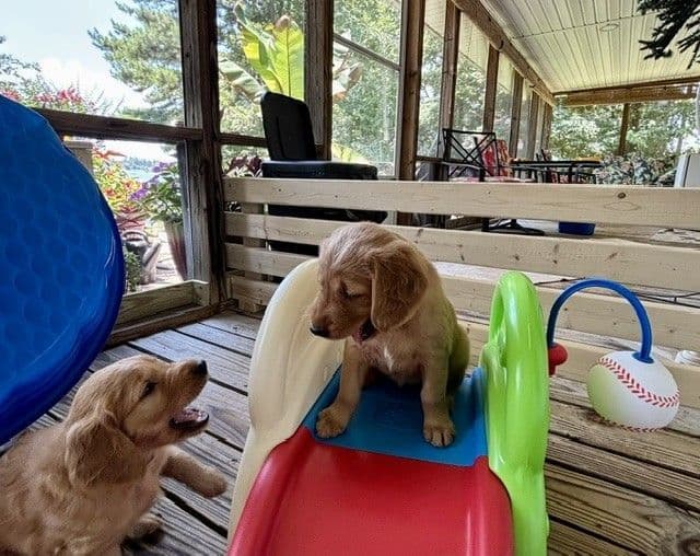 Golden Retriever Puppies media 16