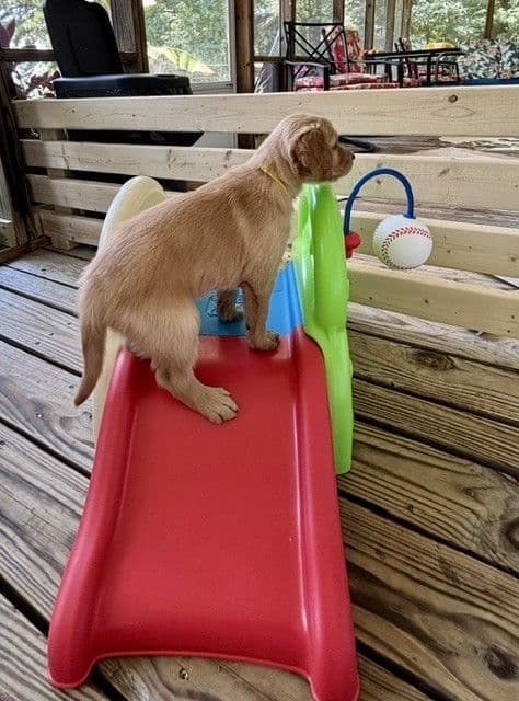Golden Retriever Puppies media 17