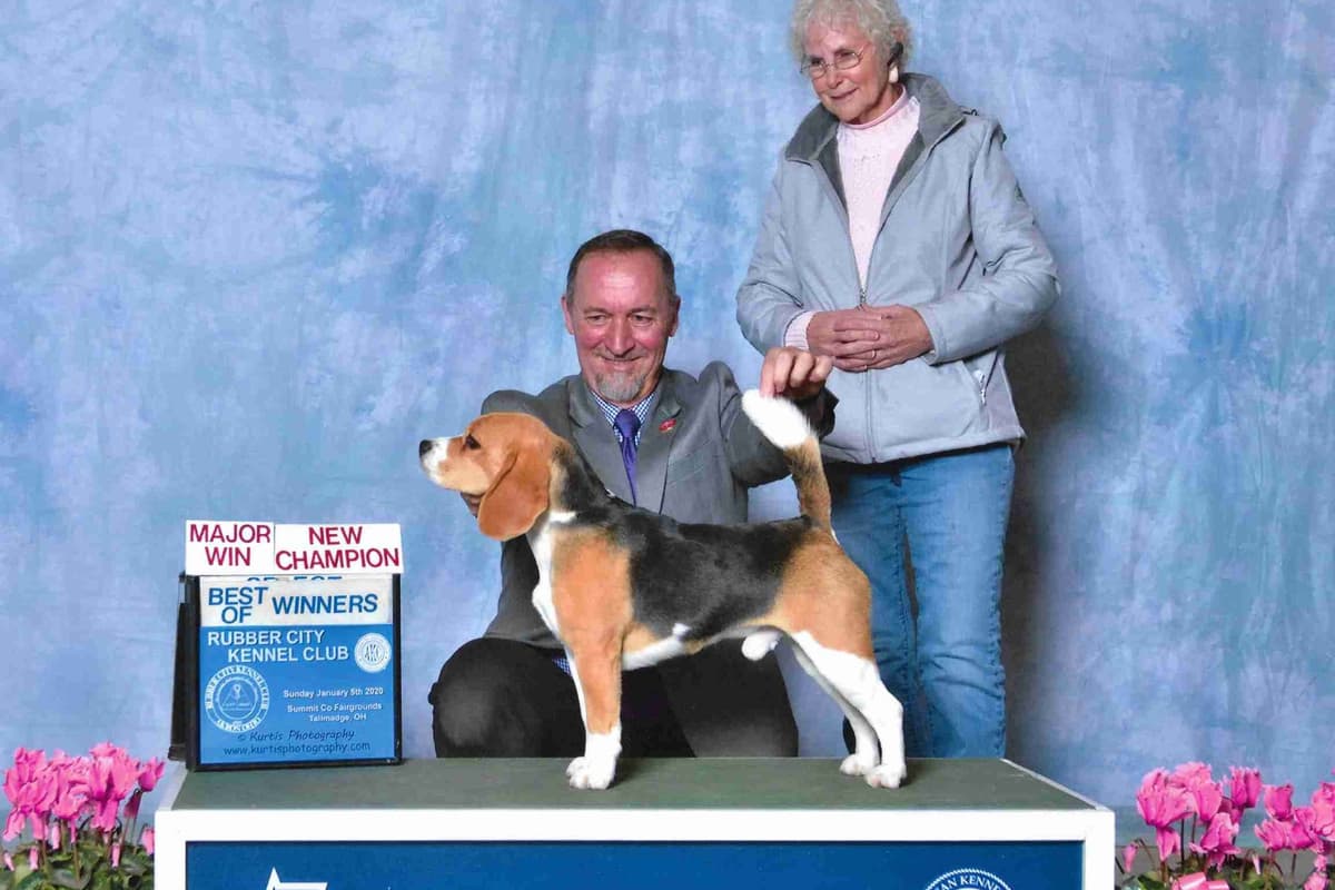 Beagle Puppies breeder image 1