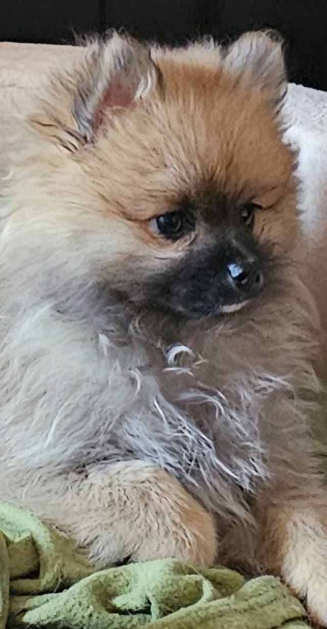 Pomeranian Puppy Male media 2