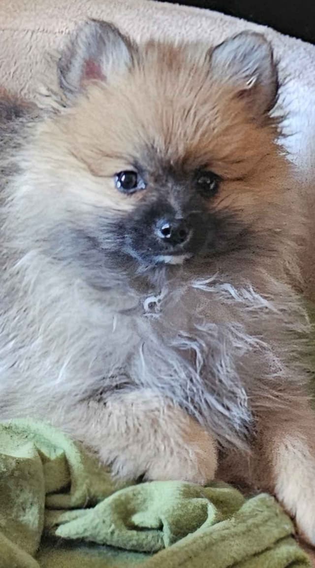 Pomeranian Puppy Male media 3