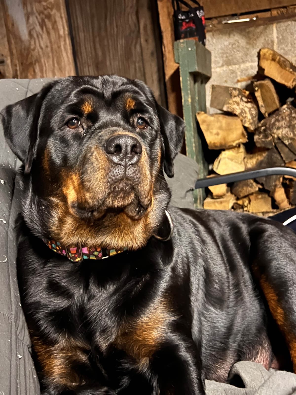 Rottweiler Puppies with natural tail breeder image 1