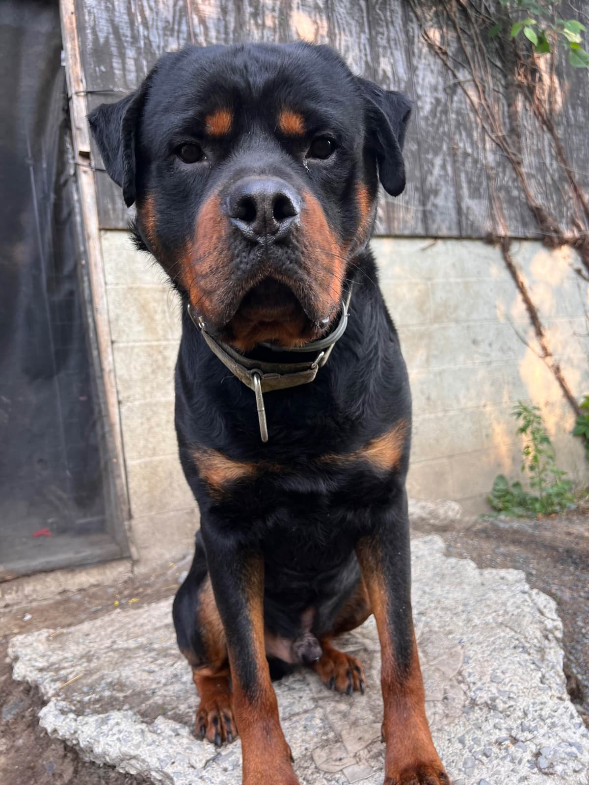 Rottweiler Puppies with natural tail breeder image 2