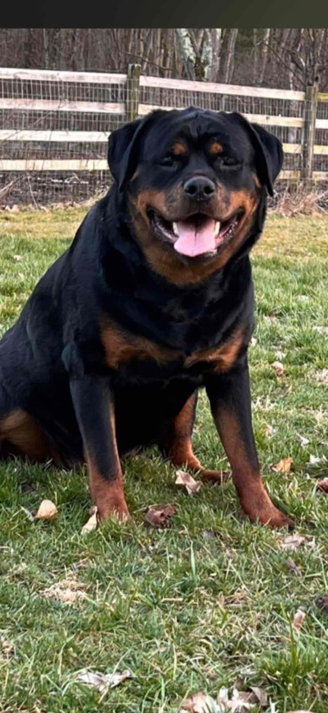Rottweiler Puppies with natural tail media 2