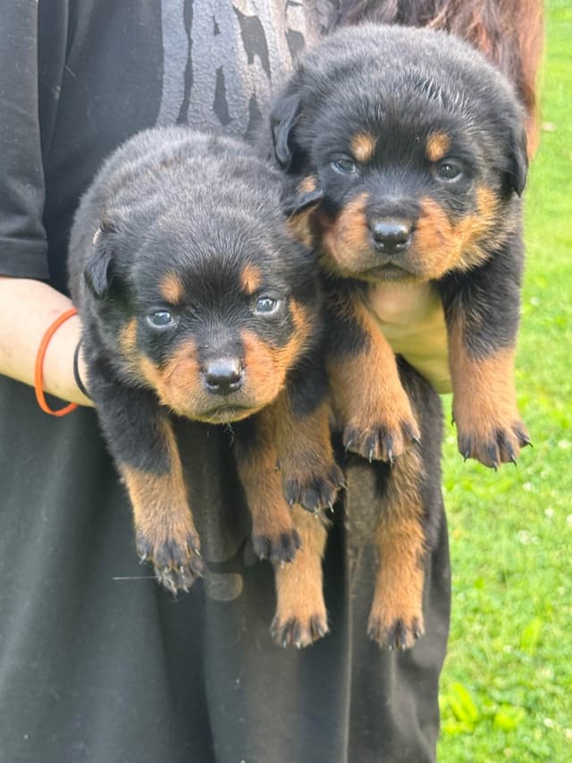 Rottweiler Puppies with natural tail media 3