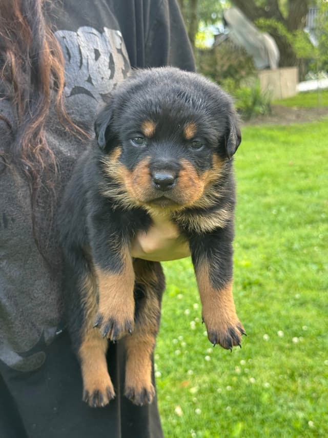 Rottweiler Puppies with natural tail media 5