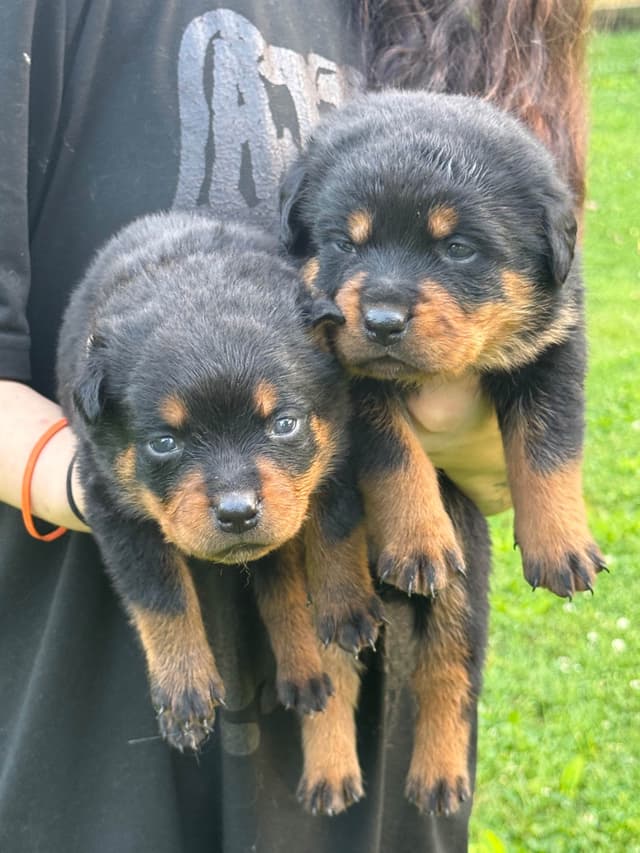 Rottweiler Puppies with natural tail media 4