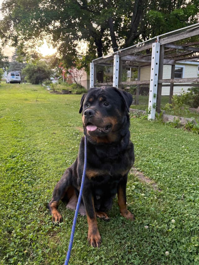 Rottweiler Puppies with natural tail media 6