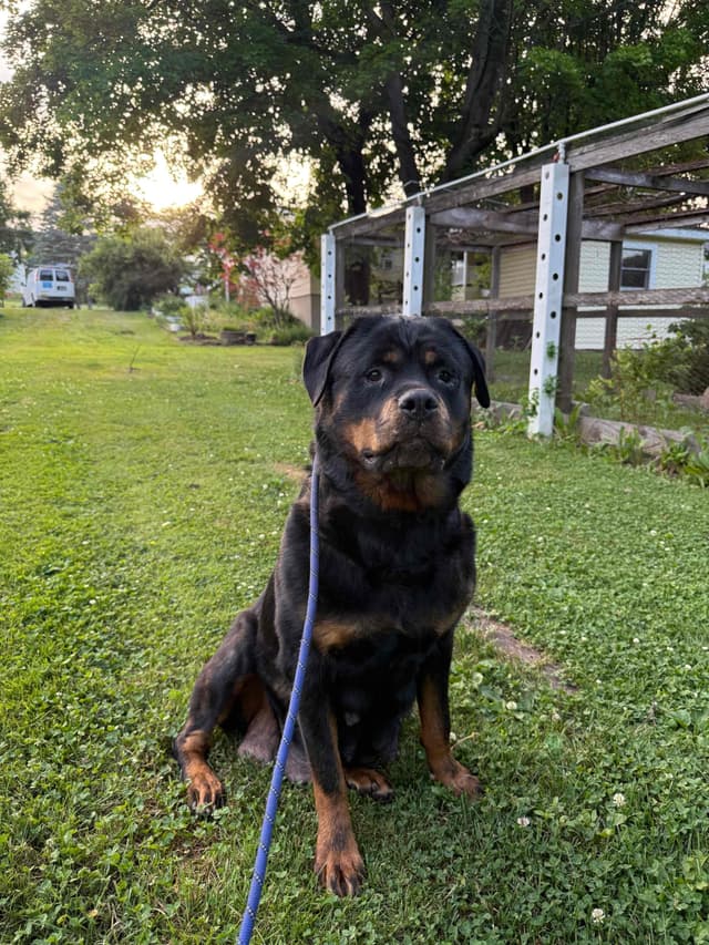 Rottweiler Puppies with natural tail media 7