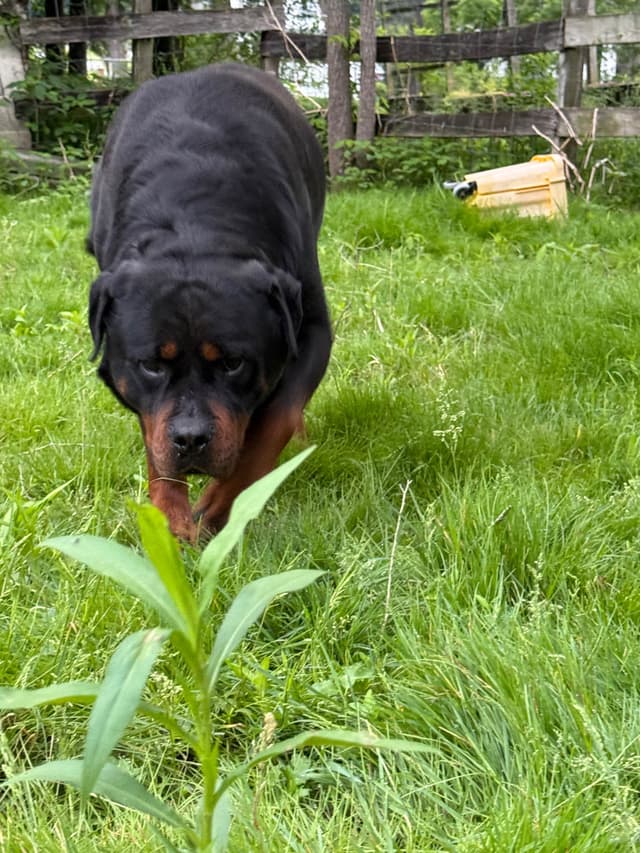 Rottweiler Puppies with natural tail media 8