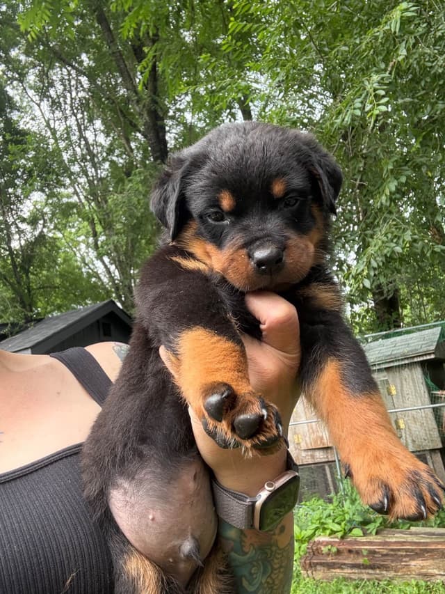 Rottweiler Puppies with natural tail media 9