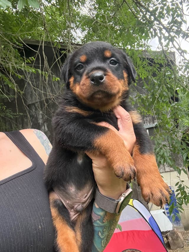 Rottweiler Puppies with natural tail media 10