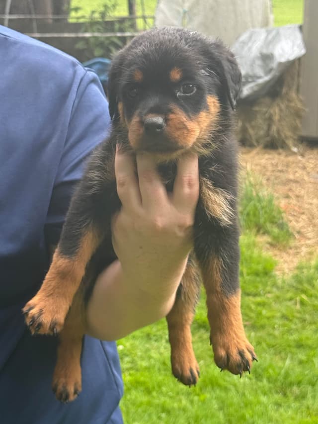 Rottweiler Puppies with natural tail media 11