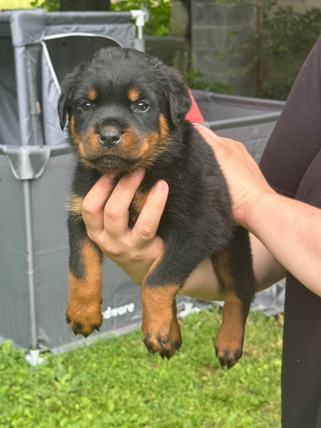 Rottweiler Puppies with natural tail media 12
