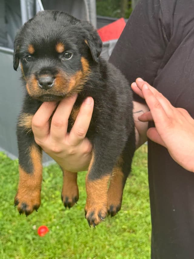 Rottweiler Puppies with natural tail media 13
