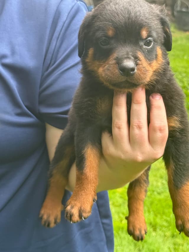 Rottweiler Puppies with natural tail media 14