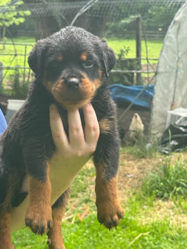 Rottweiler Puppies with natural tail media 16