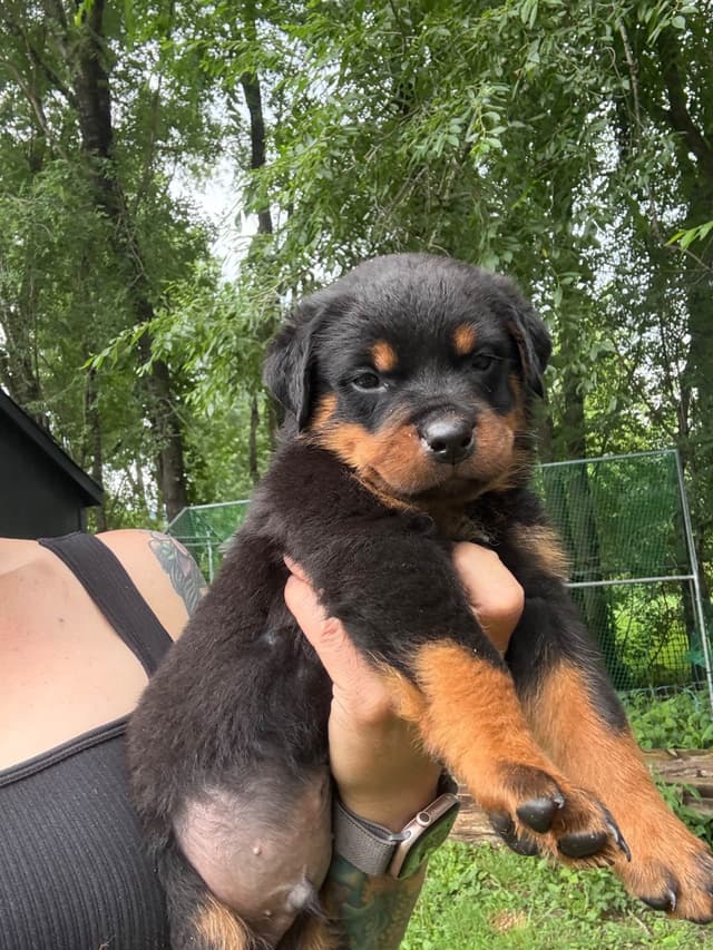 Rottweiler Puppies with natural tail media 15