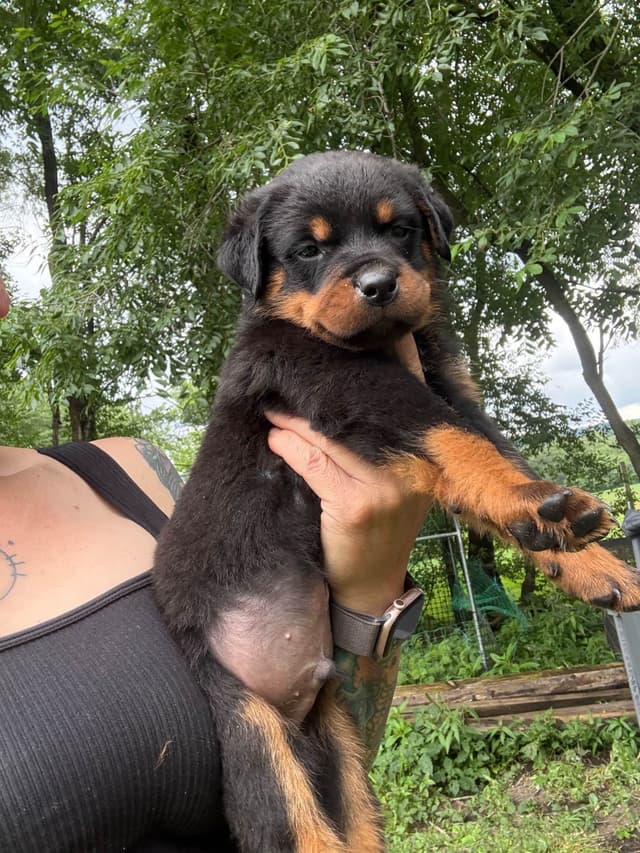 Rottweiler Puppies with natural tail media 17