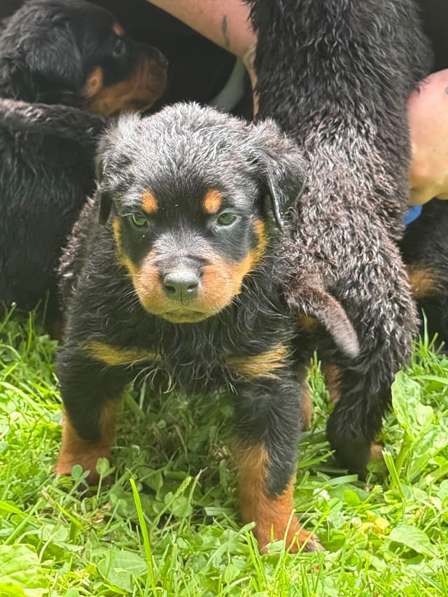 Rottweiler Puppies with natural tail media 18
