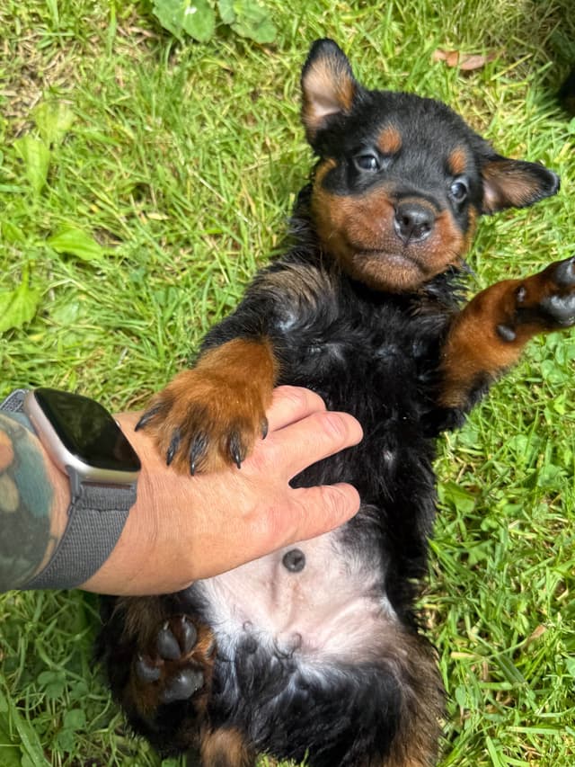 Rottweiler Puppies with natural tail media 19