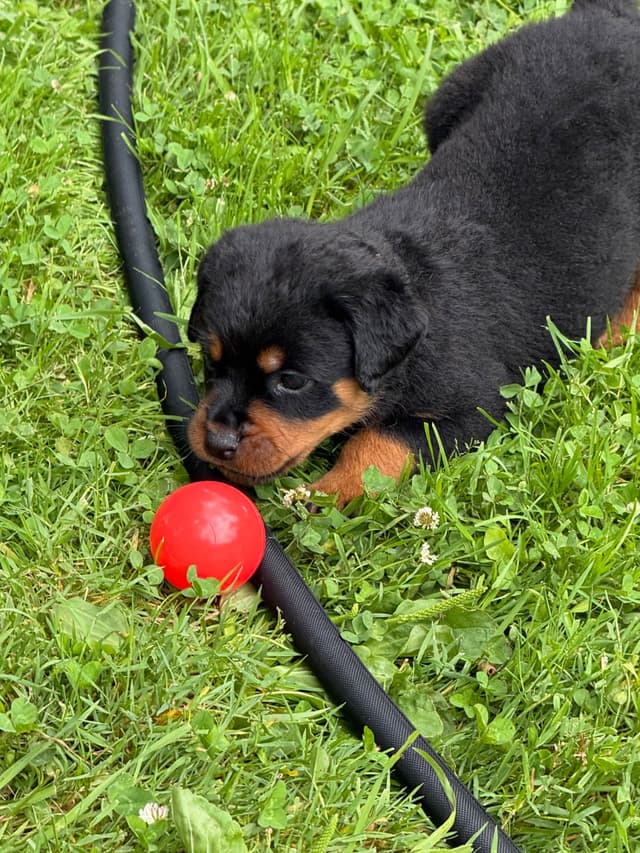 Rottweiler Puppies with natural tail media 20