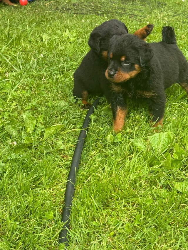Rottweiler Puppies with natural tail media 21