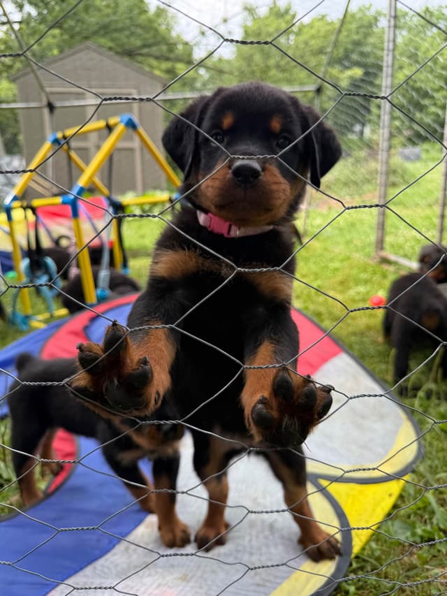 Rottweiler Puppies with natural tail media 23