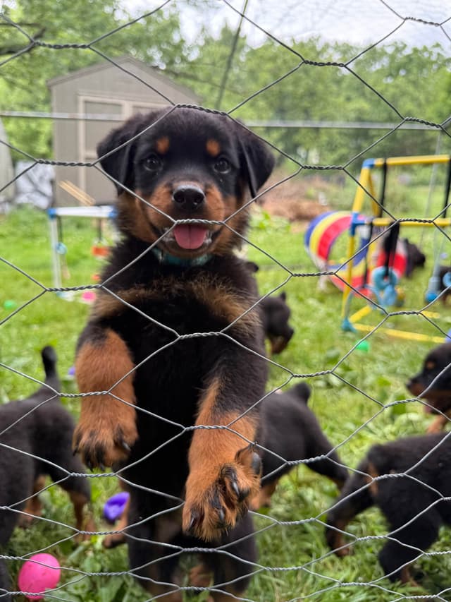 Rottweiler Puppies with natural tail media 22