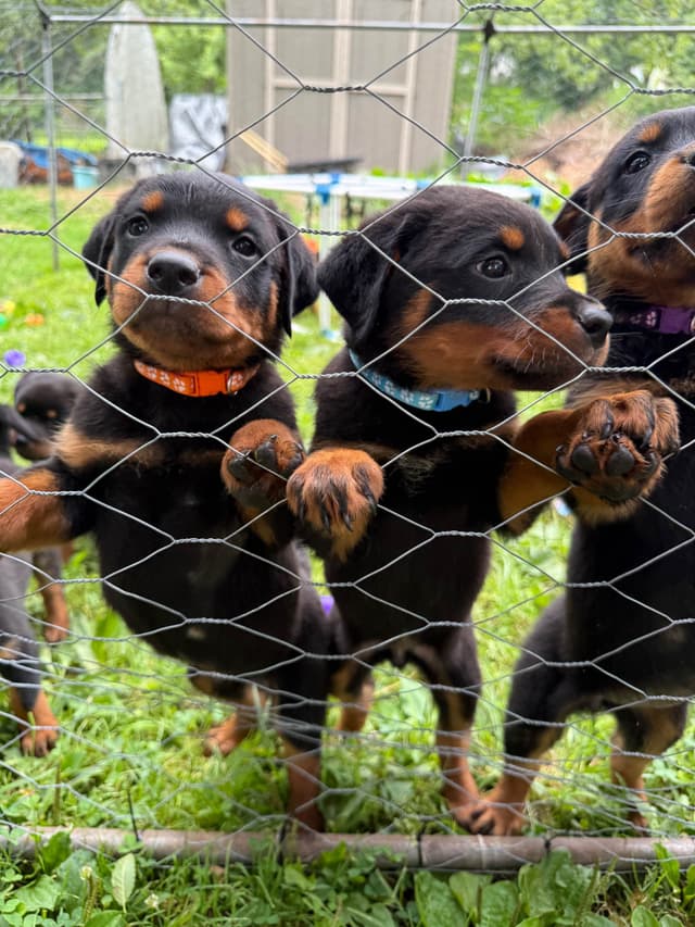 Rottweiler Puppies with natural tail media 24