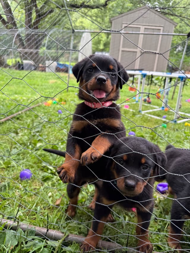 Rottweiler Puppies with natural tail media 25