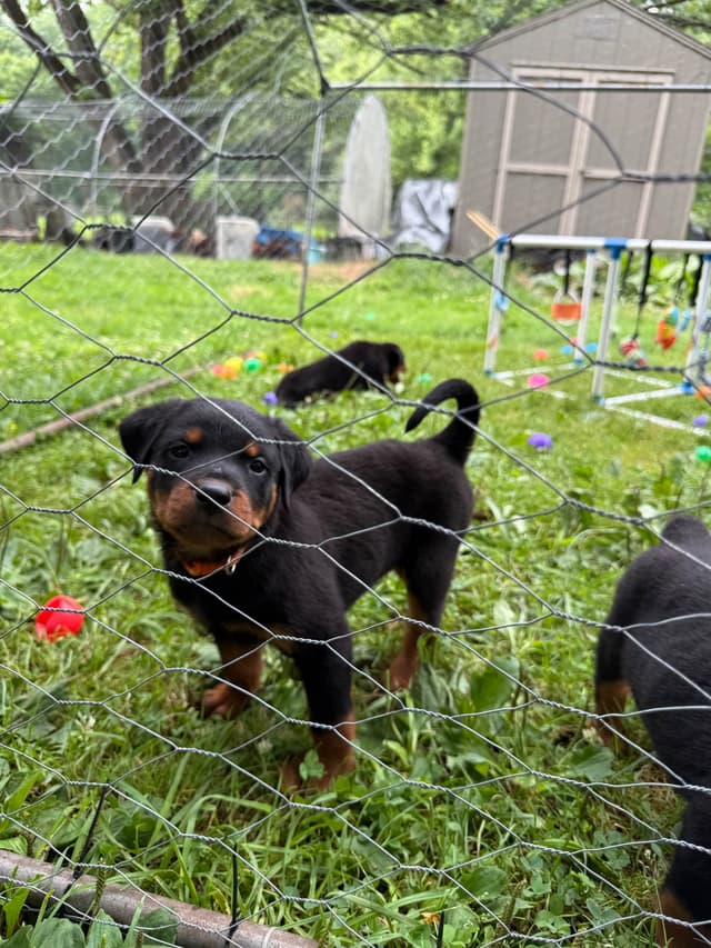 Rottweiler Puppies with natural tail media 26