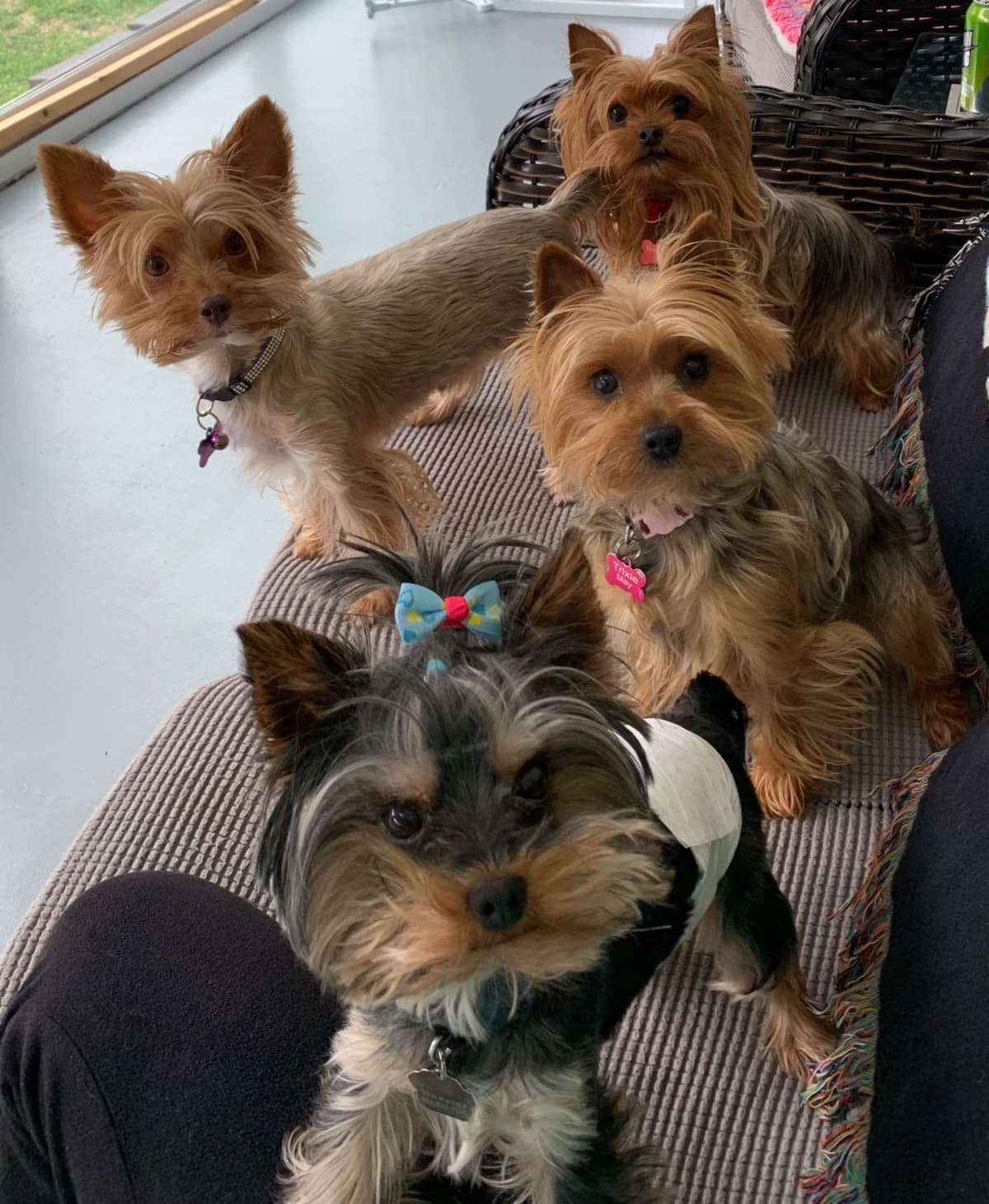 Yorkshire Terrier Puppies breeder image 1