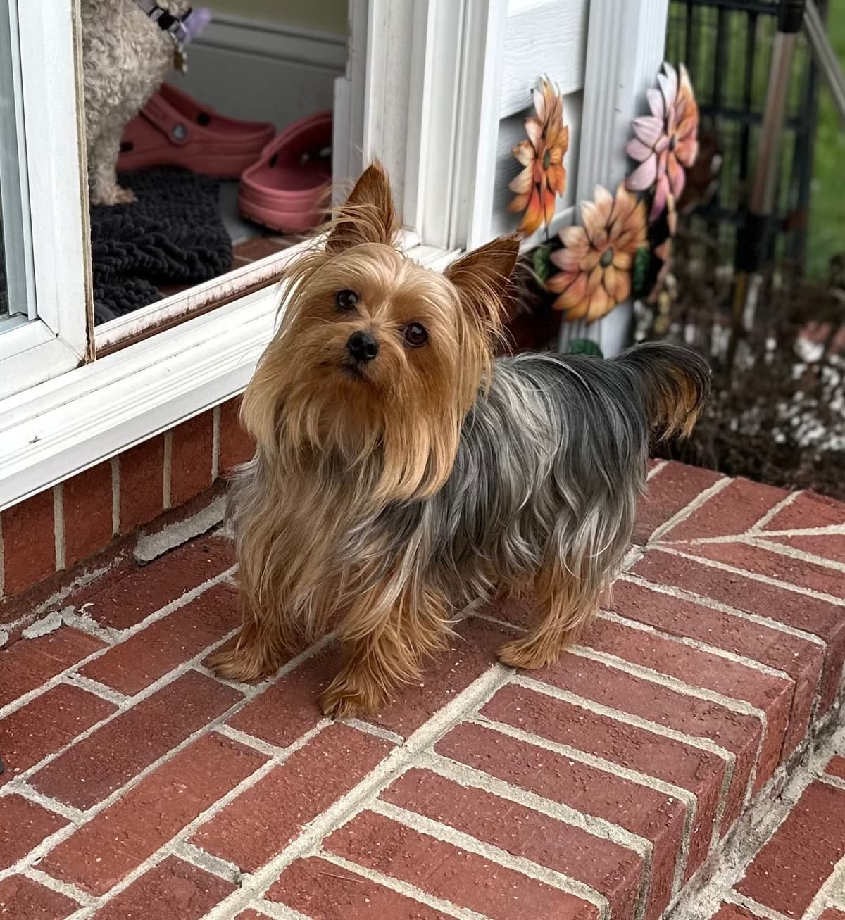 Yorkshire Terrier Puppies breeder image 4