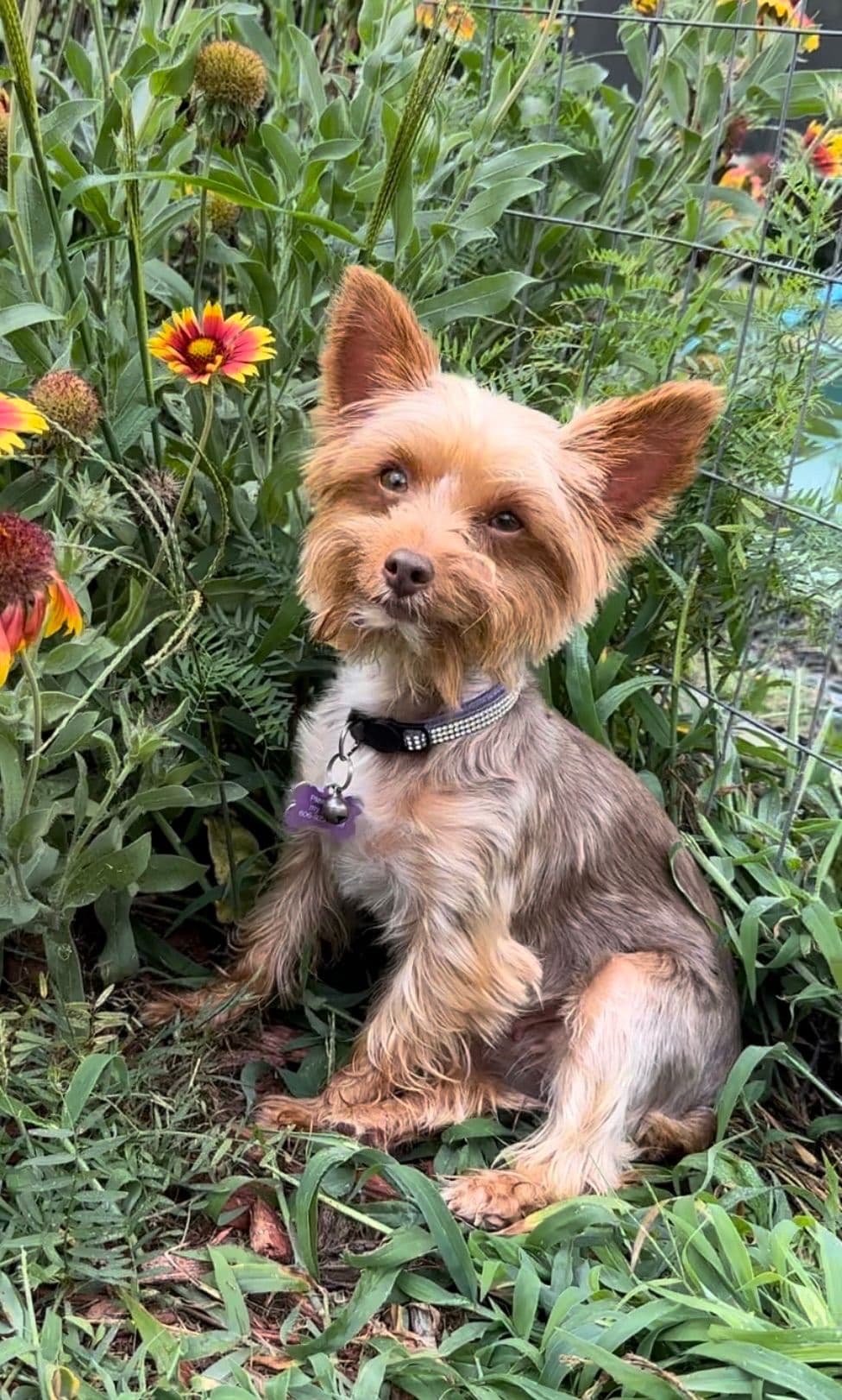 Yorkshire Terrier Puppies breeder image 3