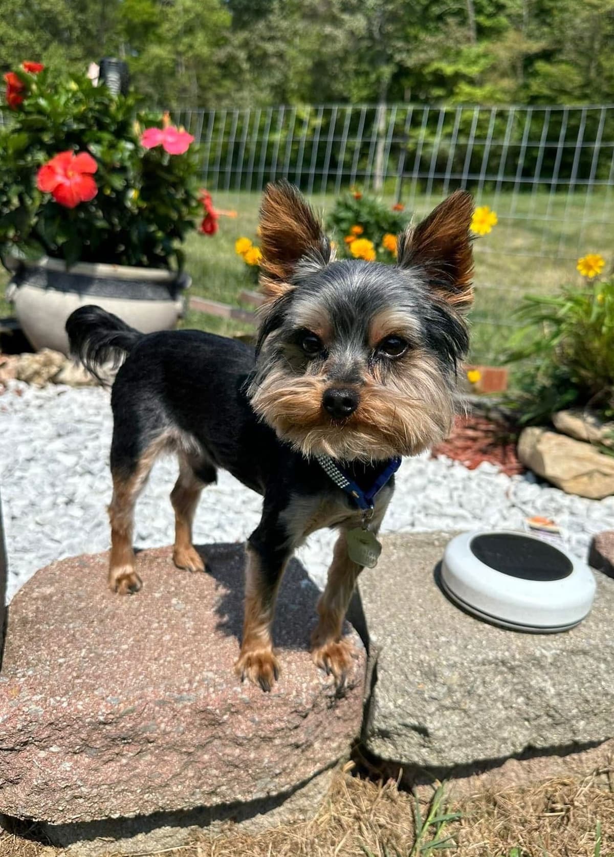 Yorkshire Terrier Puppies breeder image 8