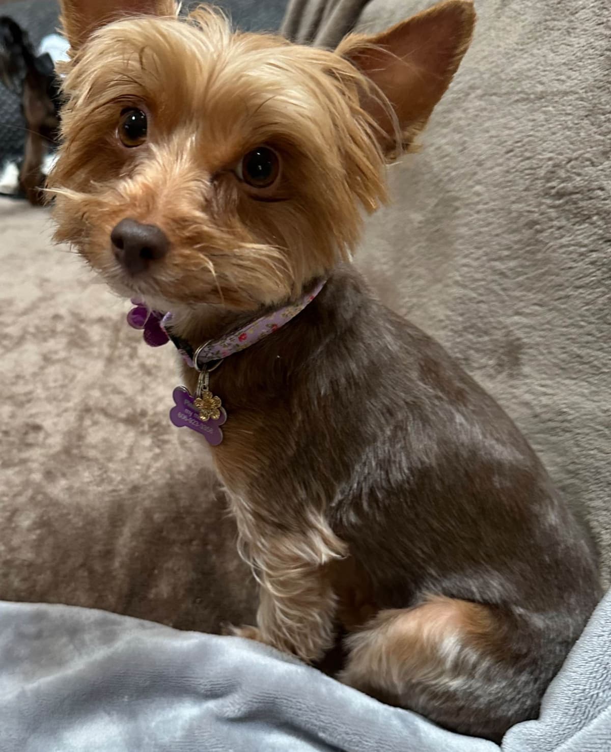 Yorkshire Terrier Puppies breeder image 7