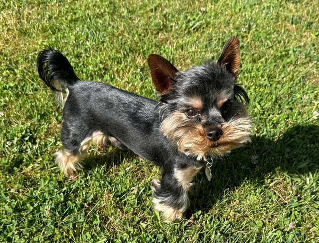 Yorkshire Terrier Puppies media 4