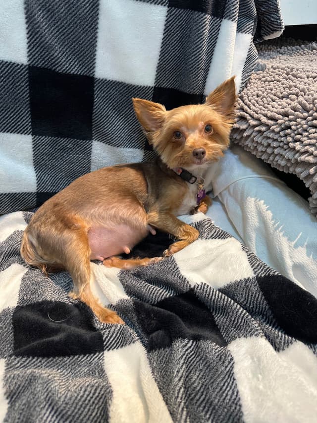 Yorkshire Terrier Puppies media 3