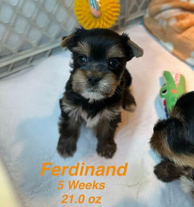 Yorkshire Terrier Puppies media 5