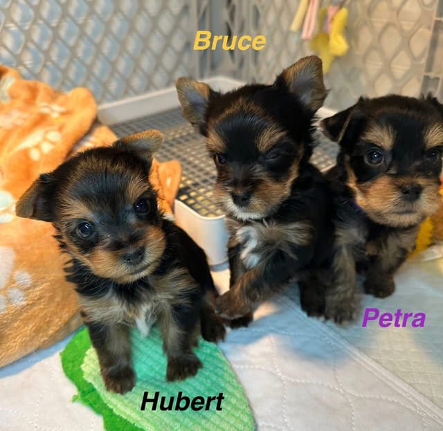 Yorkshire Terrier Puppies media 6