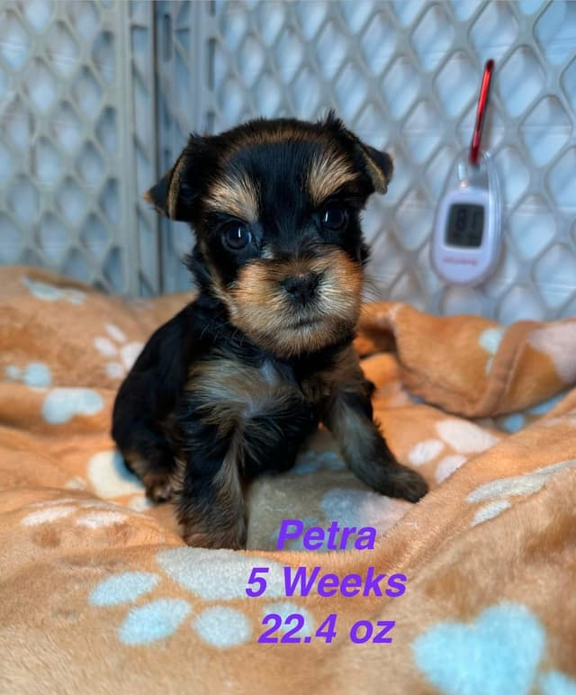 Yorkshire Terrier Puppies media 8