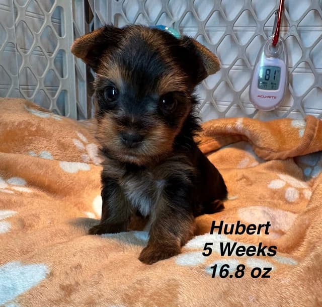 Yorkshire Terrier Puppies media 9
